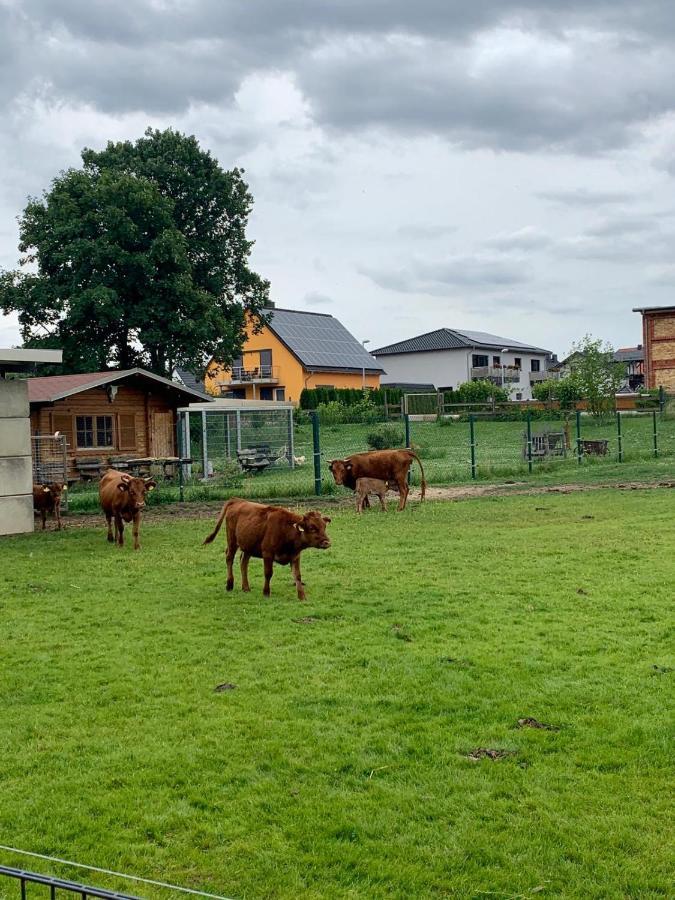 Ferienwohnung Zur Dexter-Zucht Coswig Косвих Екстериор снимка